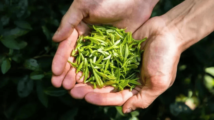 LBTEAS Organic Green Tea Nourishes Your Organic Life