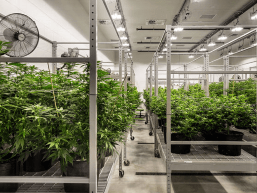Maximizing Minimalism: Simplifying with a Creative Plant Rack Approach