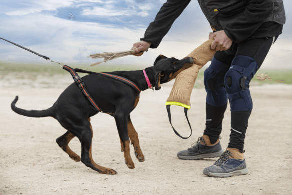How to Choose the Best Dog Training Equipment in Australia