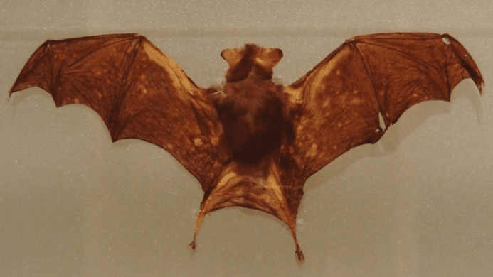 Taxidermy for Sale| Taxidermy Store| taxidermyonlineshop.com