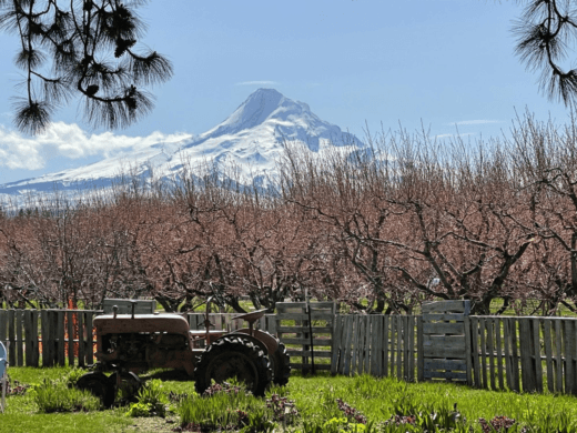 Embark on Mt Hood Wine Waterfall Tour for an Exhilarating Experience