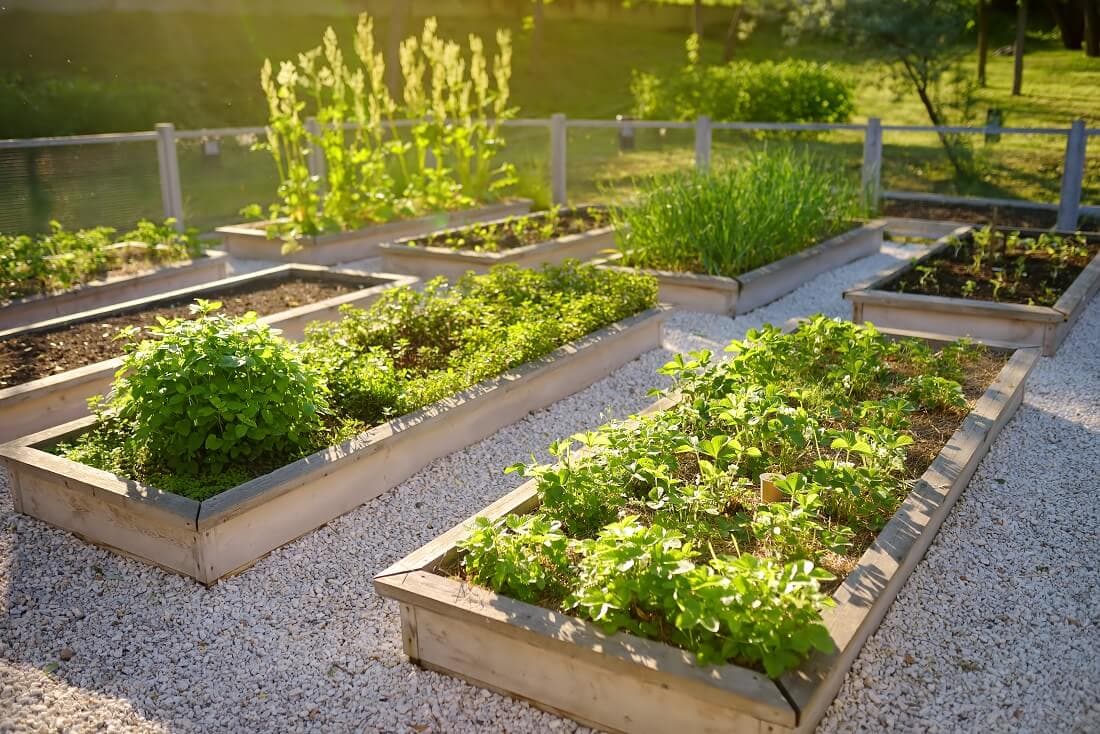 The Role of Vegetable Garden Software in Efficient Gardening