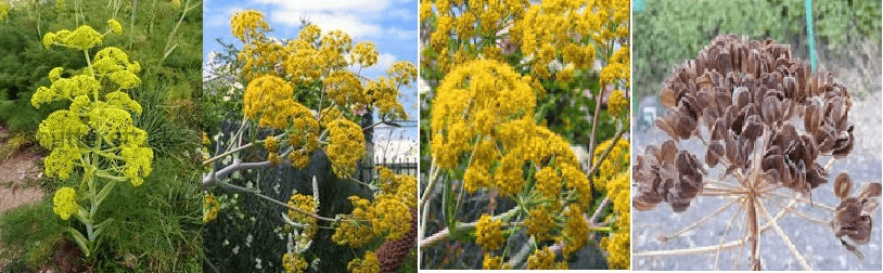 Ferula asafoetida