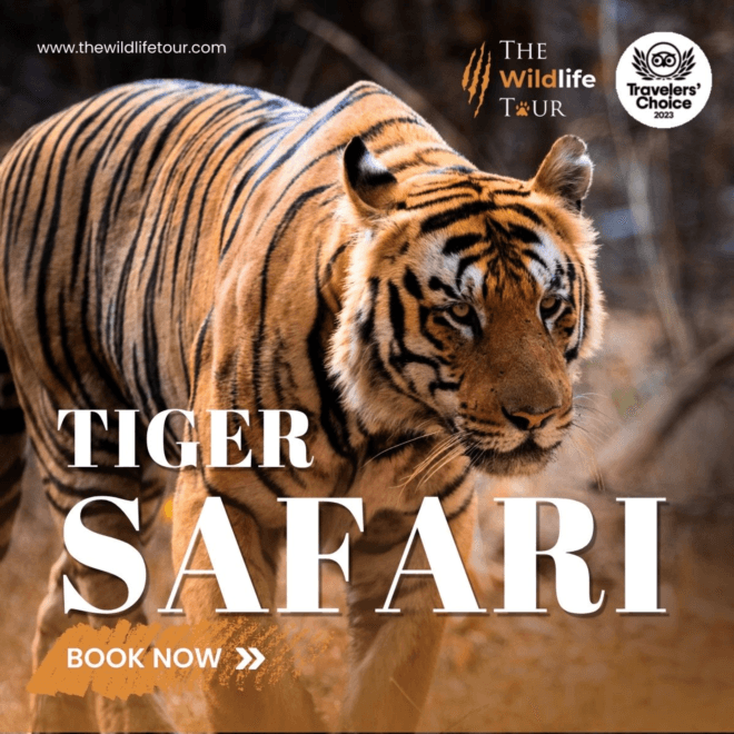 Wildlife Tour India -The Wildlife Tour