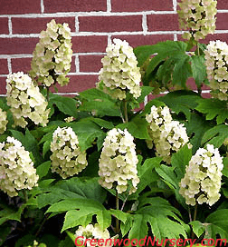 Growing Oakleaf Hydrangeas​