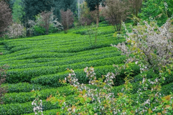 How to Prevent Pests and Diseases in Organic Tea Gardens Without Using Pesticides?