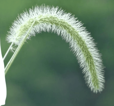 Benefits of gardening