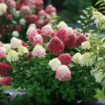 Winter Care For Shrub 