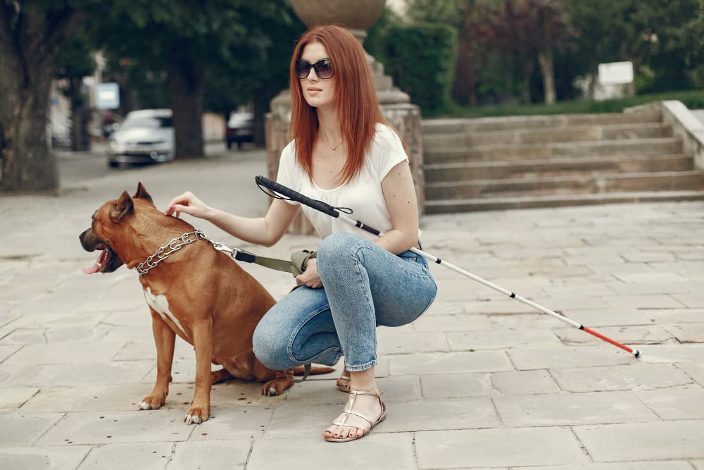 How to Use a Flirt Pole to Train and Tire Out Your Dog Fast