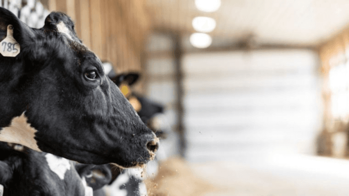 Improving Livestock Nutrition For Performance And Sustainability. 