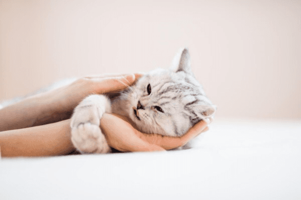 Feathers, Fur, and Fins: Tailoring Pet Supplies for Every Creature