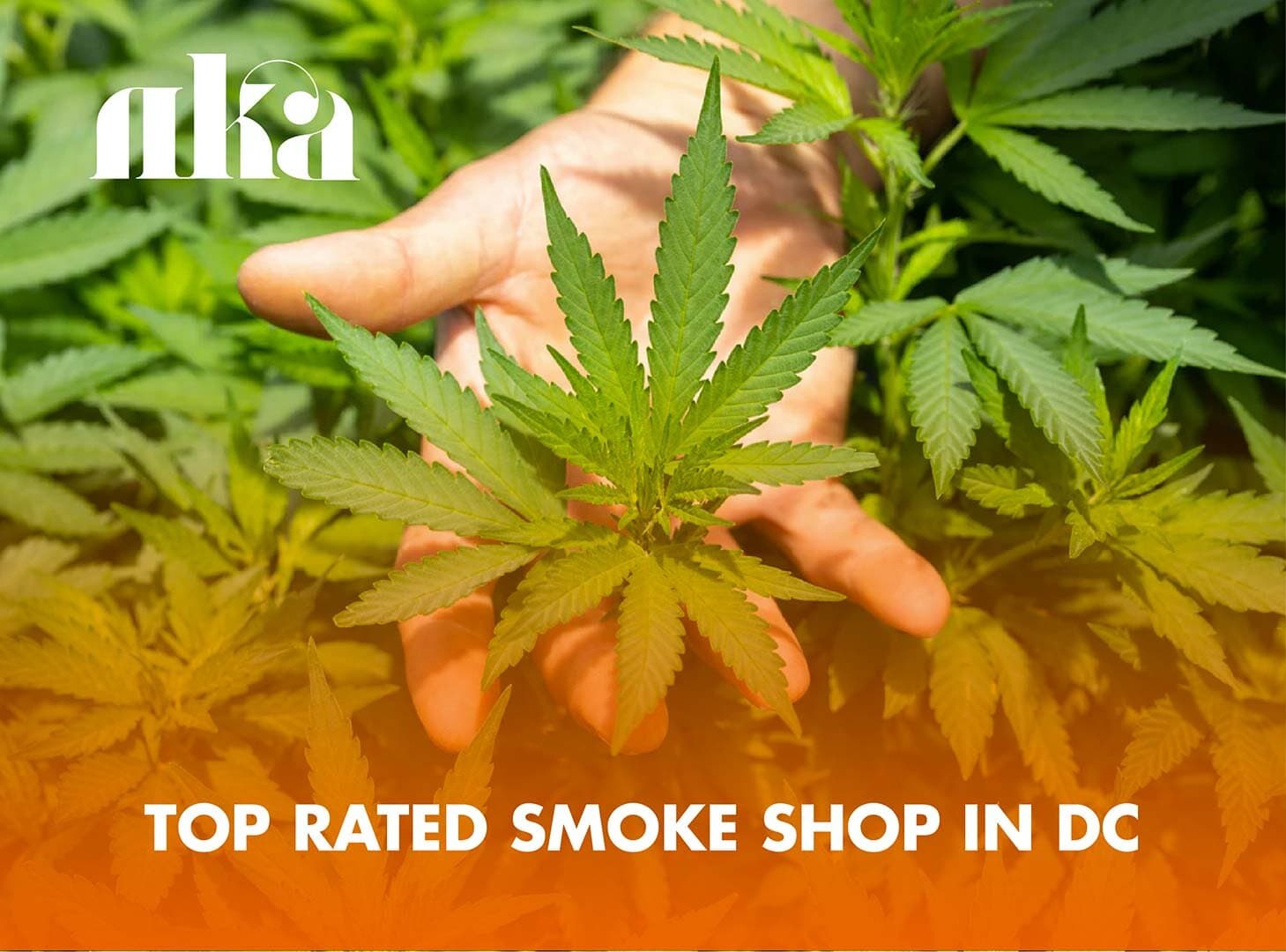 Looking for a Smoke Shop in DC?