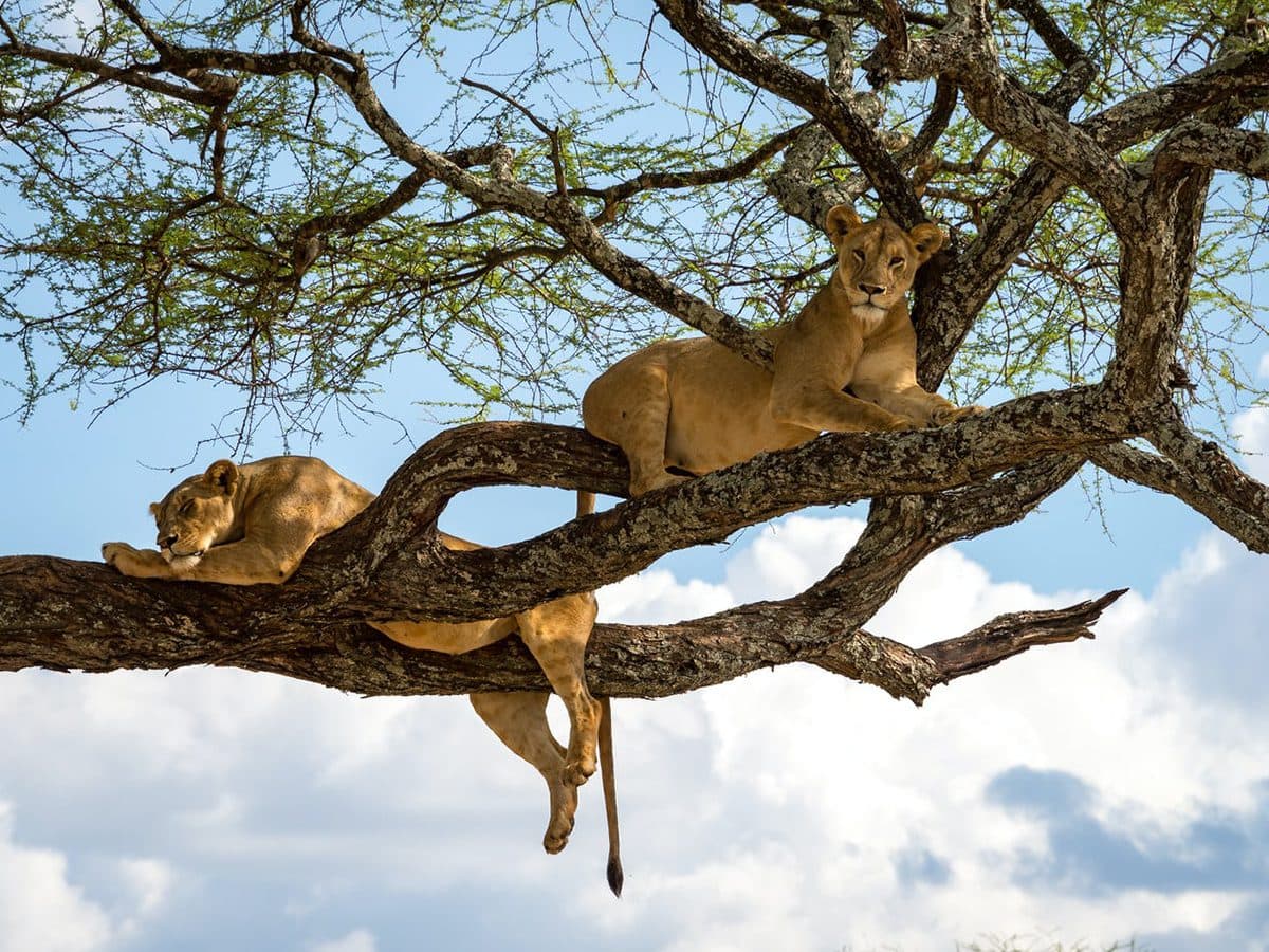 murchison falls l Bigodi Africa Expeditions