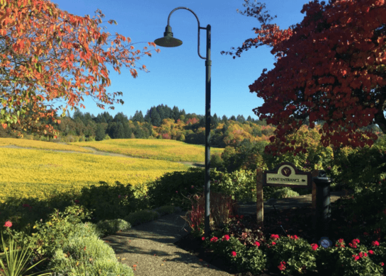 Unveiling the Magic of Willamette Valley Wine Tours