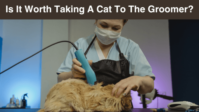 Is It Worth Taking A Cat To The Groomer?