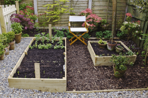 Blossoming Bliss: The Rewards of Expert Vegetable Garden Care