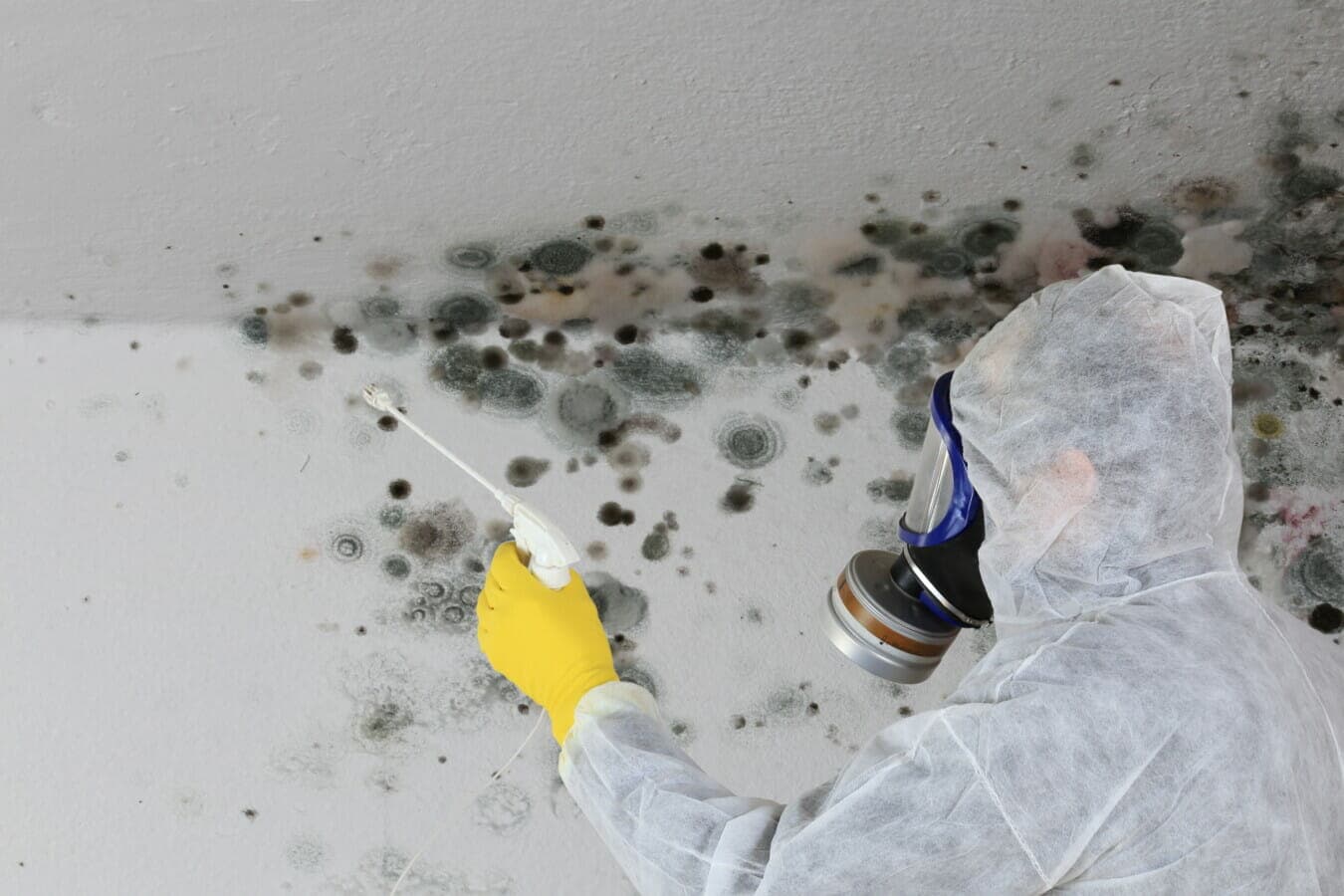 Why Mould Inspection Matters More Than You Think