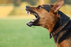 Dog Bite Lawyer Portsmouth Palm Desert