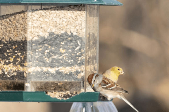 The Long-Standing Advantages of Wholesale Seed Suppliers in Australia 