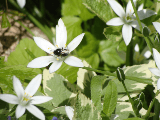 MASON BEE GENERAL FACTS