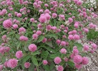 Health benefits of Trifolium pretense