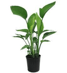 operculicarya decaryi for sale