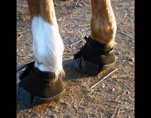 Exploring the Benefits of Horse Hoof Boots: Enhancing Comfort and Performance