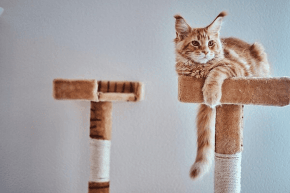 The Reasons for Purchasing a Cat Scratching Post