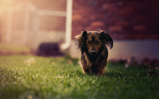 Stardachshunds - Miniature Dachshund Puppies for Sale near Me