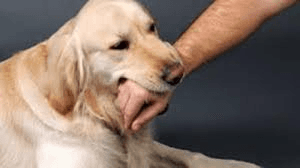 Palm Springs Dog Bite Attorney