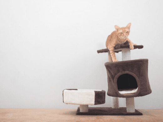 What Should You Know About Cat Litter? 