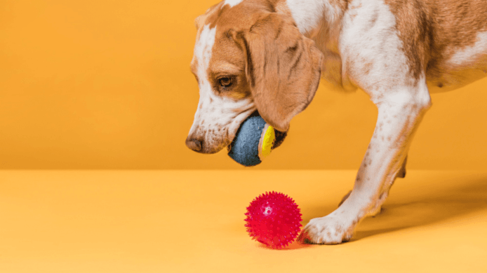 Important 10 Dog Training Equipment in 2024 