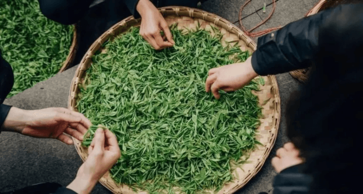 Advantages of Spring Tea and Classification Standards for Tea Picking