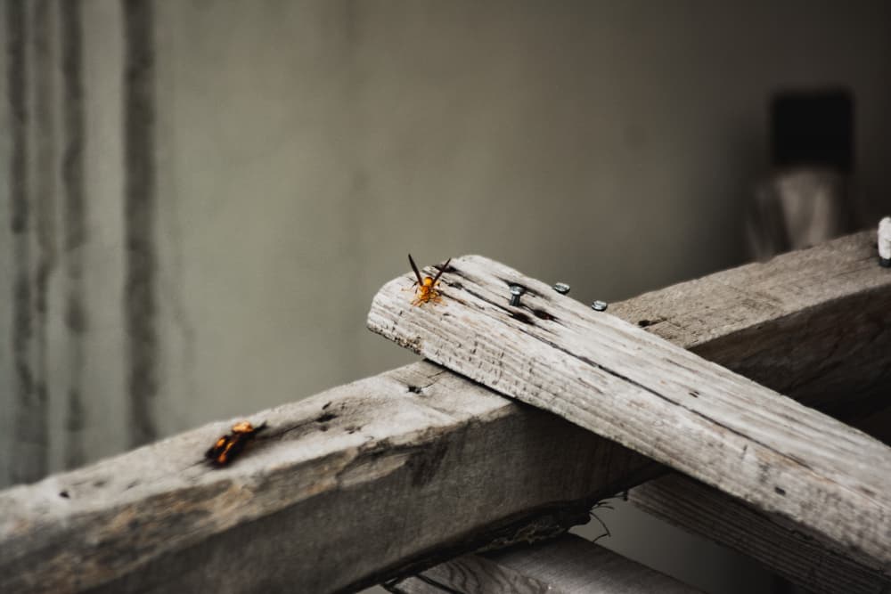 Skilled Termite Damage Repair Contractors You Can Trust Now!
