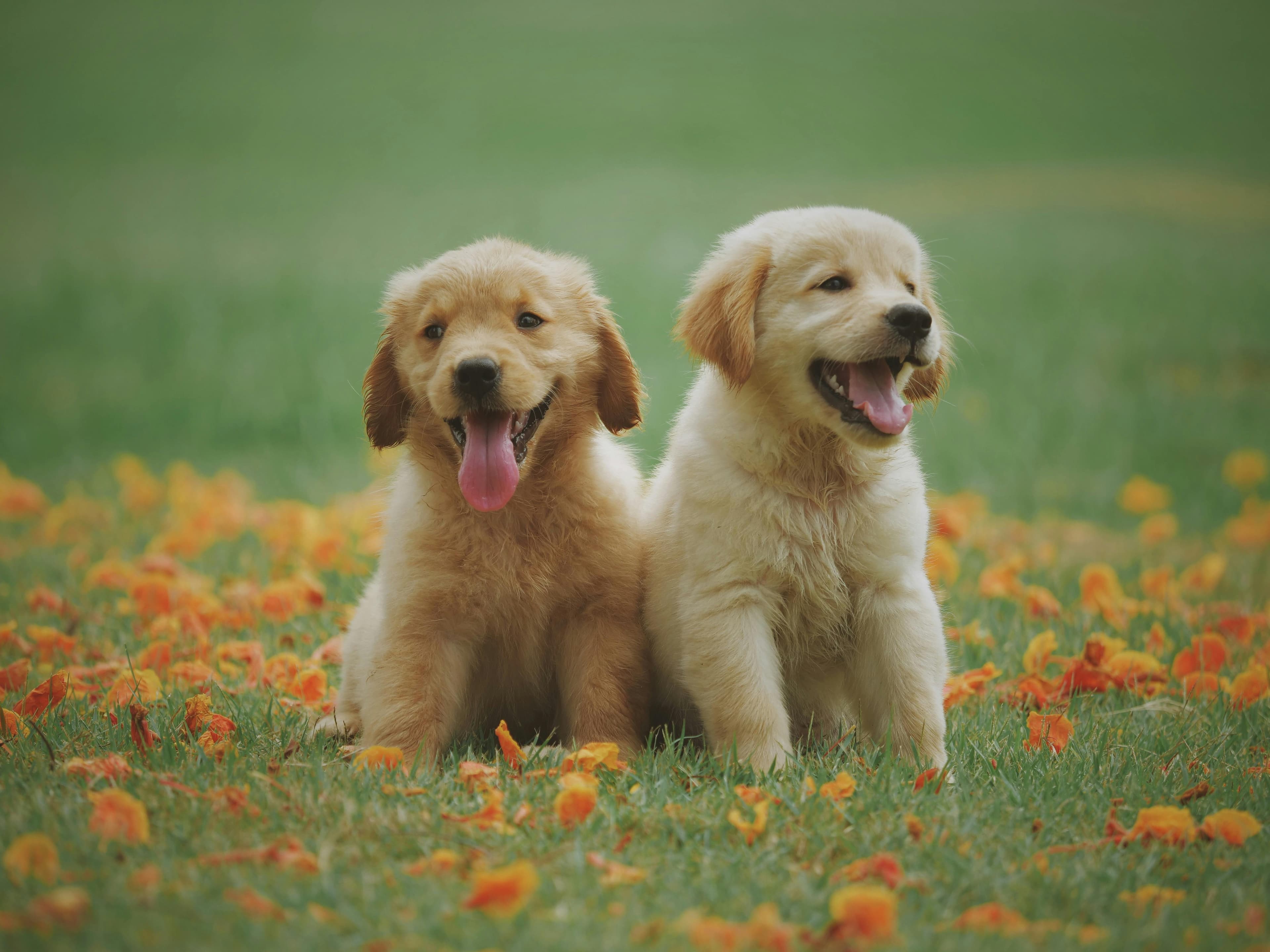 Train Like a Pro: Soft Dog Muzzle