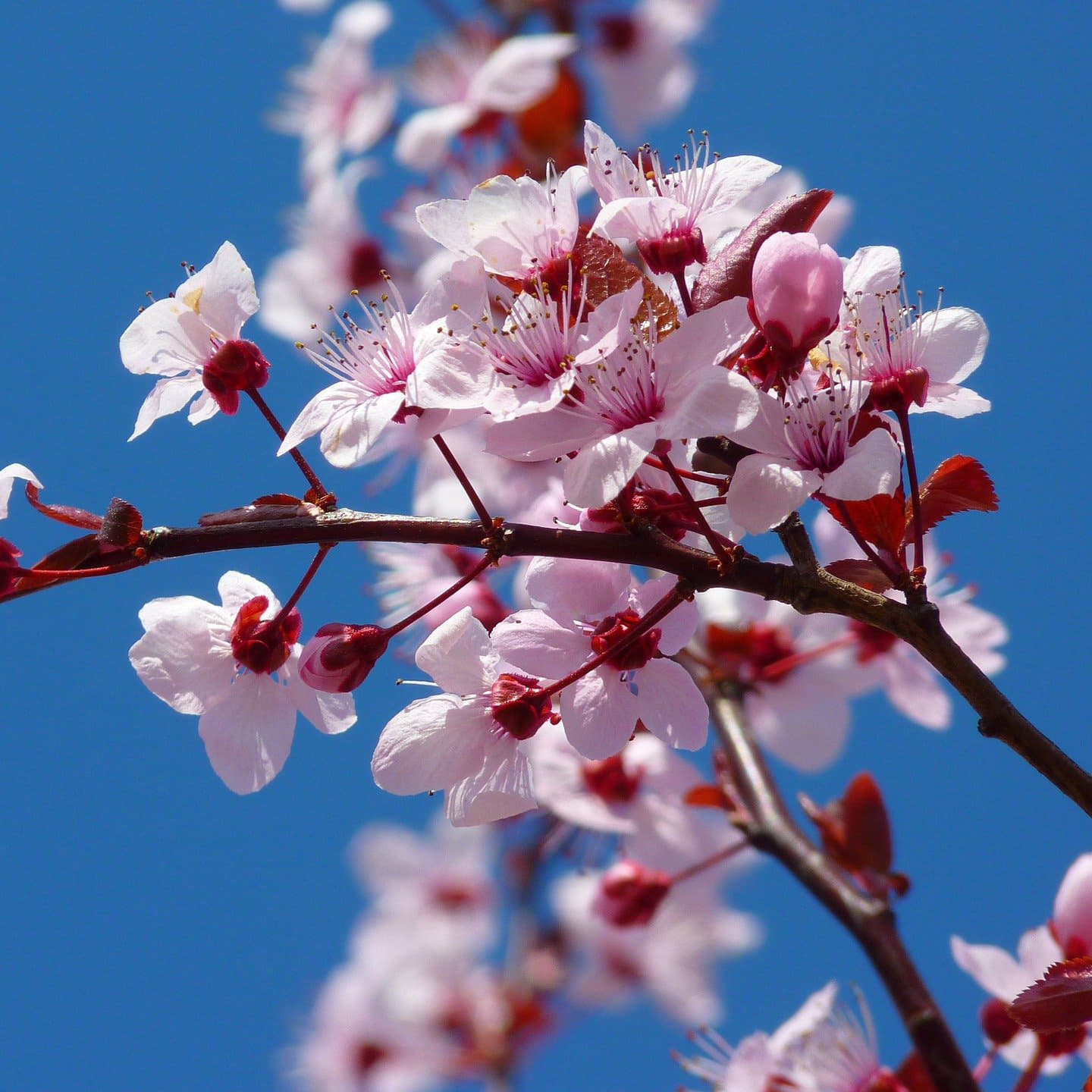 10 Secrets About the Yoshino Cherry Tree Every Gardener 