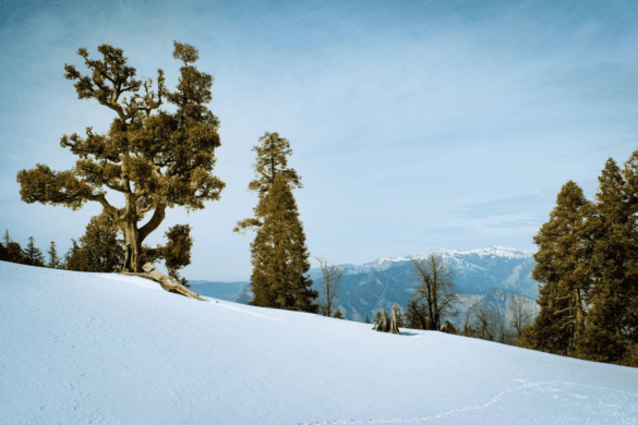 Kedarkantha Trek Uttarakhand