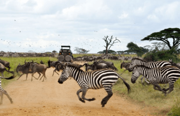 Tracking the Big Five: The Unparalleled Thrills of Exploring Tanzania's Best Safari Park with Msanga