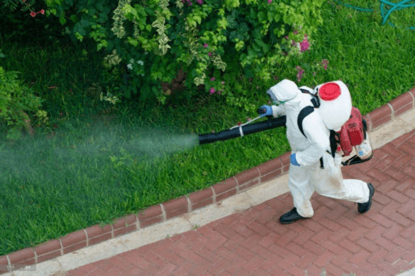 How to Maintain Your Carpets Between Professional Cleanings: Expert Advice for Long-lasting Beauty