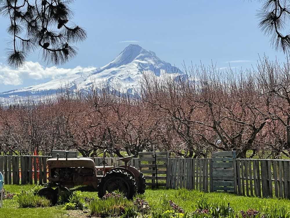 Go On A Mt. Hood Wine Waterfall Tour to Discover Oregon’s