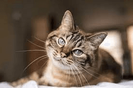 The ultimate cheklist for SEO