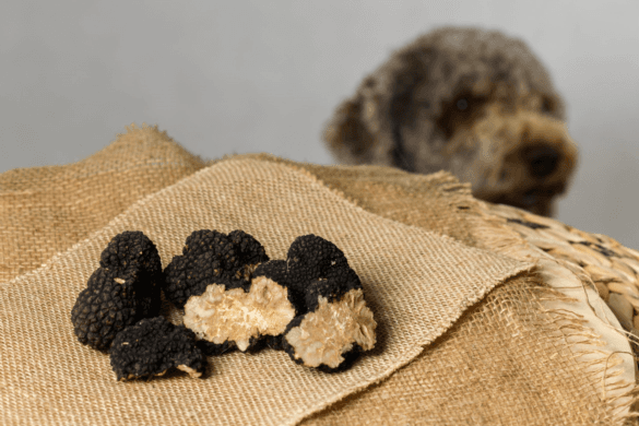 Andy's Truffle
