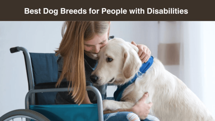 Best Dog Breeds for People with Disabilities