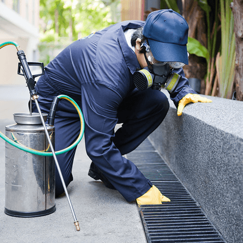 Pest Control & Co