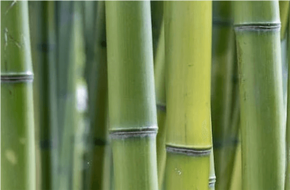 Chinese Bamboo - Factory sell bamboo products