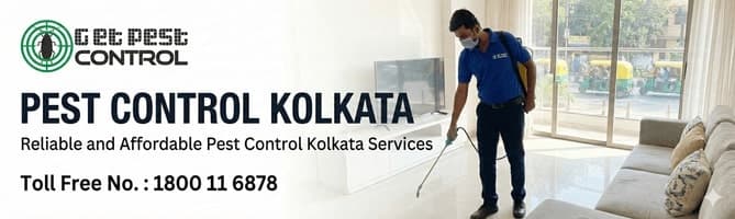 Pest Control Kolkata Affordable and Reliable Pest Management