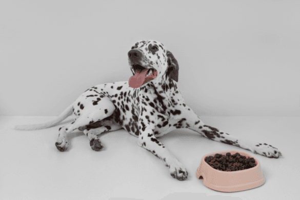 How to Find Reliable Pet Shops That Only Provide Top Quality Products Like Royal Canin