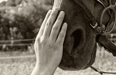 Equine Assisted Coaching: Transformative Insights