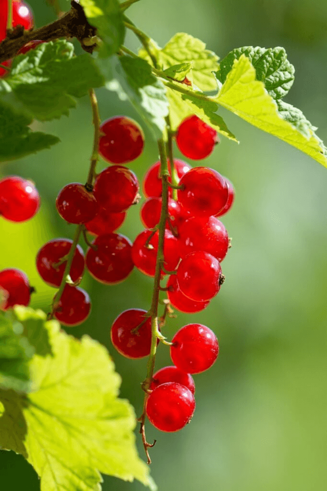 Natural Extracts Suppliers | Deltairis.com