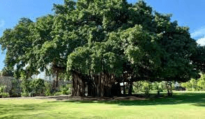 Nature and beauty of Indian Trees